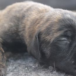 Mastiff Puppies from Fire Creek Mastiffs