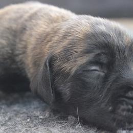 Mastiff Puppies from Fire Creek Mastiffs