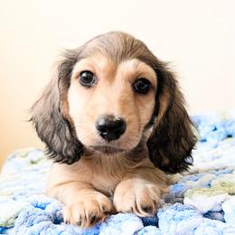 Dreamer 3750 - Cream male Dachshund puppy in Sylvania, Alabama from Yancey’s Doxies