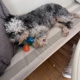 Aussiedoodles and Bernedoodles from Snowy Poodles & Doodles