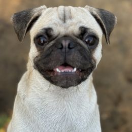 Jinxey - Pug