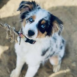 Miniature Australian Shepherds from Tarlton Farm