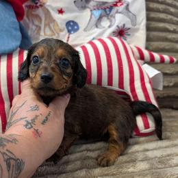 Ashley - Red female Dachshund puppy in Barnard, Missouri from KB Doxies