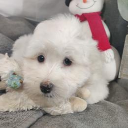 Santi: OFA and CHIC sire - White male Coton de Tulear puppy in Westfield, North Carolina from Legacy Pets