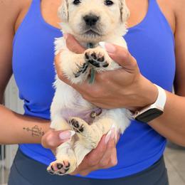 Golden Retriever Puppies from Robinson Retrievers