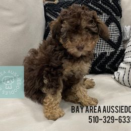 Aussiedoodle Puppies from Bay Area Aussiedoodles