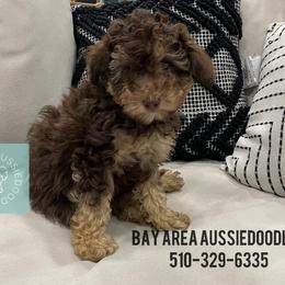 Aussiedoodle Puppies from Bay Area Aussiedoodles