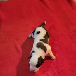 Julie Andrews - White and brown female Saint Bernard puppy in Lowpoint, Illinois from Minnie's Majestic Saints