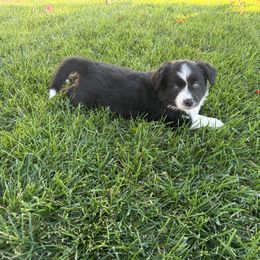 Michelangelo - Black & white male Miniature Australian Shepherd puppy in California from Eagle River Aussies