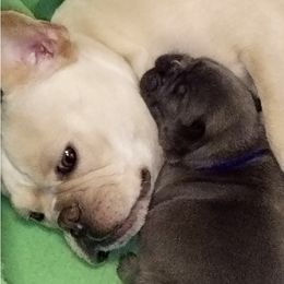 French Bulldogs from Latin Frenchies