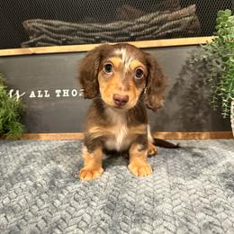Romeo - Dapple male Dachshund puppy in Stilwell, Oklahoma from B & K Dachshunds