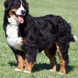 Evie - Bernese Mountain Dog