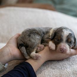 Bobsled - Family Raised - Blue merle male Bernedoodle puppy in Eureka, Illinois from Joley Aire Family Dogs