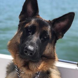 Kyla - German Shepherd