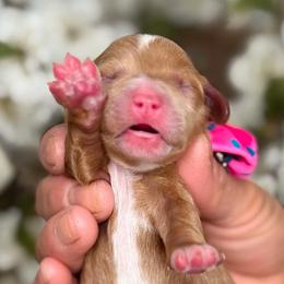 Zuma - Apricot female Goldendoodle puppy in Yuciapa, California from AlltheDoodlez_
