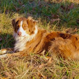 Oakley - Australian Shepherd
