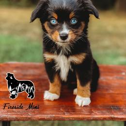 Miniature Australian Shepherd and Toy Australian Shepherd Puppies from Fireside Toy & Mini Aussies