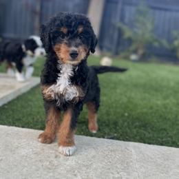 Mr. Blue - Black phantom male Aussiedoodle puppy in San Antonio, Texas from Lovable Doodles SA