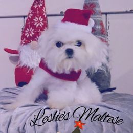 Rocket - White male Maltese puppy in Moreno Valley, California from Leslie's Maltese