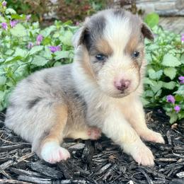 Autumn - Blue merle female Australian Shepherd puppy in Loda, Illinois from Pilcher Farms