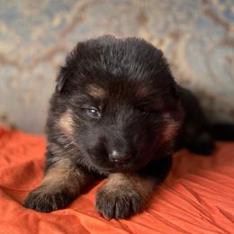 Orange collar girl - Black and red female German Shepherd puppy in Coleta, Illinois from Four Leaf Farm- Vom Vierblättriges Bauernhof