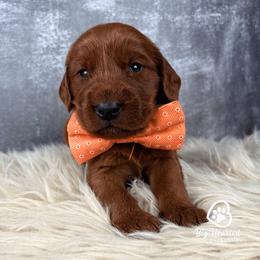 Carmel - Red male Companion Cross puppy in Utah County, Utah from Big Hearted Breeders