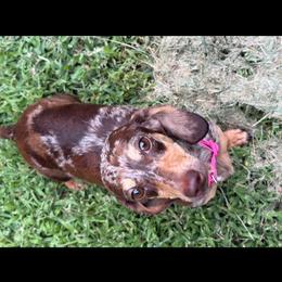Dachshund puppies from White Oak Kennels