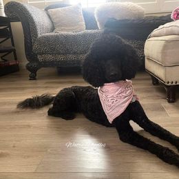 Poodle All Grown Up from Watts Poodles