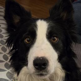 Meg - Border Collie