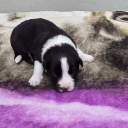 Boy 1 champion pedigree - Black male Border Collie puppy in Newalla, Oklahoma from Roughstock Border Collies and Dachshunds