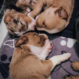 Assorted Doodle Crosses Puppies from Do Wah Diddy Doodles