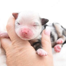 Blue Merle female - Blue merle female Miniature Australian Shepherd puppy in Chickasha, Oklahoma from Rustic Lace