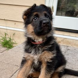 BOY 7 RED - German Shepherd puppy from Von Palmore Hof
