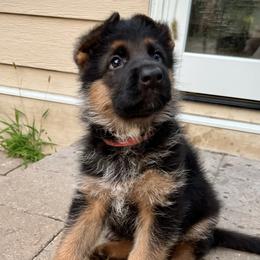 BOY 7 RED - German Shepherd puppy from Von Palmore Hof