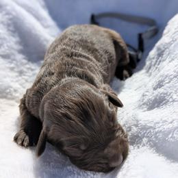 Brown collar - Brown and white male Aussiedoodle puppy in Coulee City, Washington from Mr and Mrs Doodle Farm