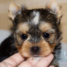 Toby - Black and tan male Yorkshire Terrier puppy in Austin, Texas from H6 Yorkies