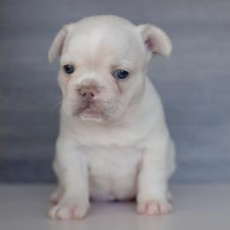 Bella - White female French Bulldog puppy in Austin, Texas from Wardsfrenchies2yours