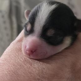 Morkie and Yorkshire Terrier Puppies from Dyer's Beauties