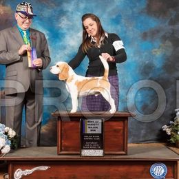 Parker - Beagle