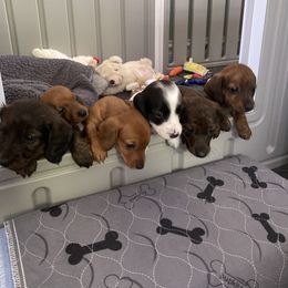 Dachshund Puppies from Bella’s Puppies