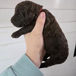 Hopper - male Newfypoo puppy in Mckenzie, Tennessee from Small Town Doodles & Poodles