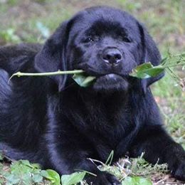 Labrador Retrievers from Lochbuie Labradors