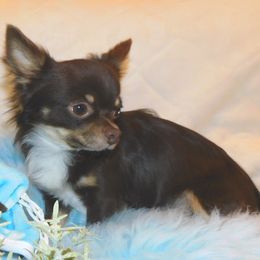 Chihuahua Puppies from Fine Whines & Lickers