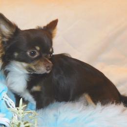 Chihuahua Puppies from Fine Whines & Lickers
