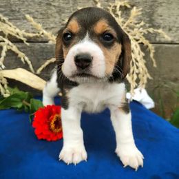Ranger - Black tan and white male Beagle puppy in Colville, Washington from Rosehaven Homestead