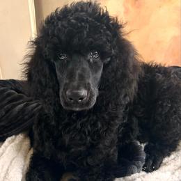 Drake - Black male Poodle puppy in Greenwich, New York from MizzElle’s Standard Poodles