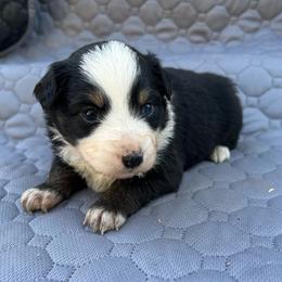 Crystal - Black tri female Miniature Australian Shepherd puppy in Lebanon, Oregon from Two Pines Mini Aussies