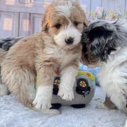 Aussiedoodle and Cavapoo Puppies from Pawsome Aussie Doodles and Oodles