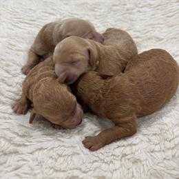 Blue - Apricot male Goldendoodle puppy in Shingle Springs, California from Creamy Retrievers
