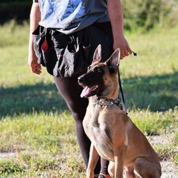 Excalibur - Belgian Malinois
